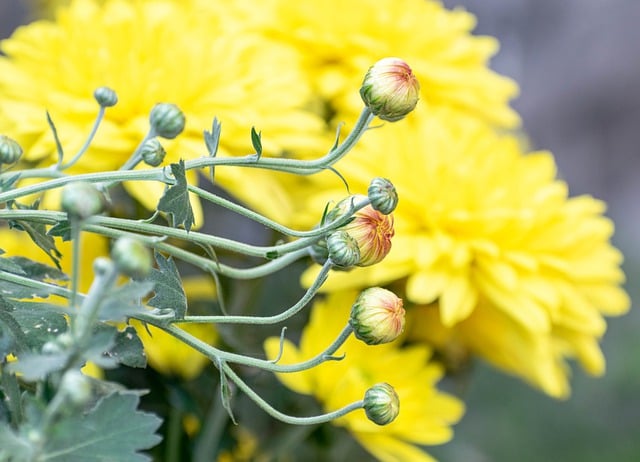 Free download chrysanthemums buds to flourish free picture to be edited with GIMP free online image editor