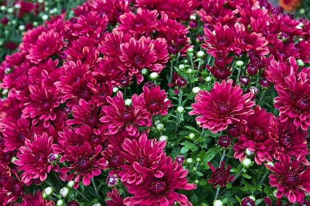 Free download Chrysanthemums Mums Flowers -  free photo or picture to be edited with GIMP online image editor