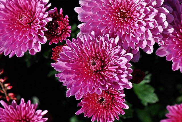 Free download Chrysanthemums Plant Autumn -  free photo template to be edited with GIMP online image editor
