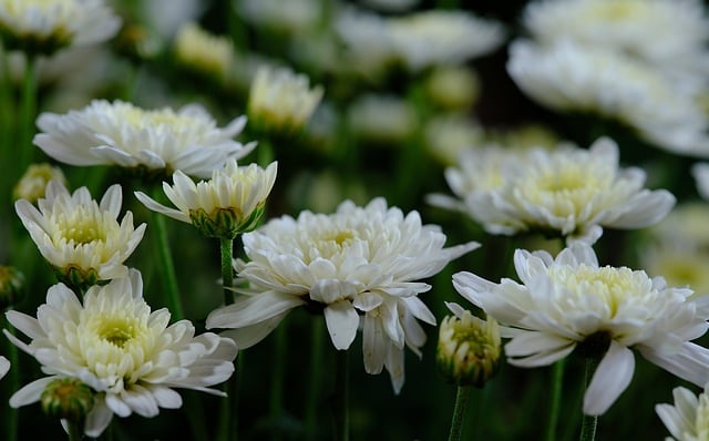 Free download chrysanthemum white flower flora free picture to be edited with GIMP free online image editor