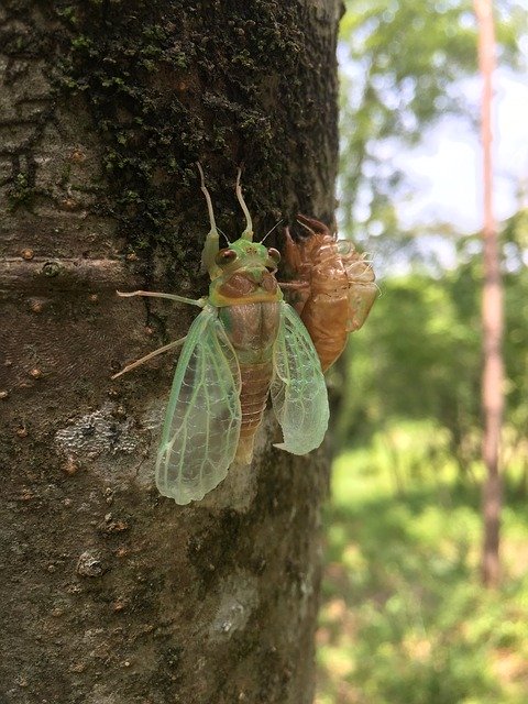 Free download Cicada Beetle Morning -  free photo or picture to be edited with GIMP online image editor