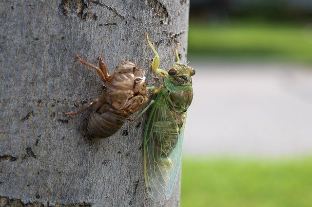 Free download Cicada Insect Bug -  free photo or picture to be edited with GIMP online image editor