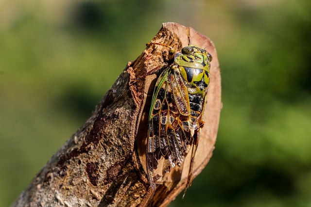 Free download cicada insect tree bug cricket free picture to be edited with GIMP free online image editor