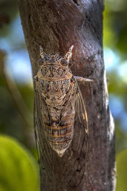 Free download cicada tree summer insect closeup free picture to be edited with GIMP free online image editor