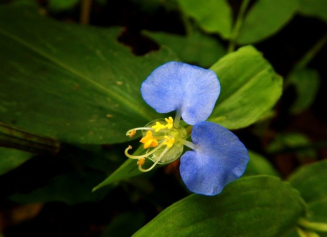 Free download Cielito Blue Flower -  free photo or picture to be edited with GIMP online image editor