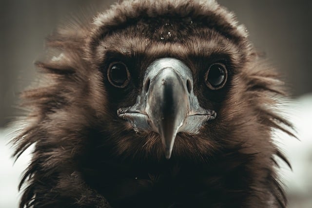 Free download cinereous vulture raptor vulture free picture to be edited with GIMP free online image editor