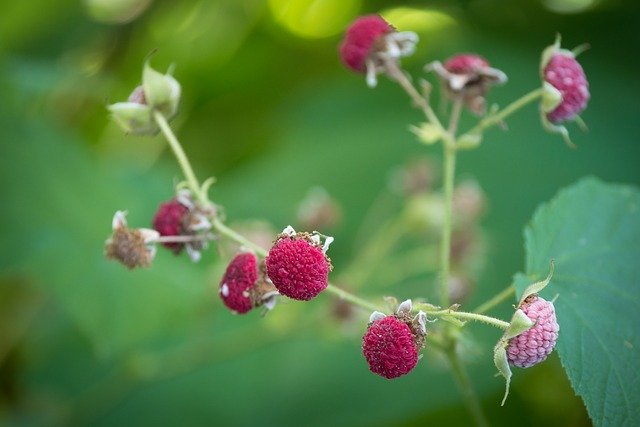 Free download Cinnamon Raspberry Pink -  free photo or picture to be edited with GIMP online image editor