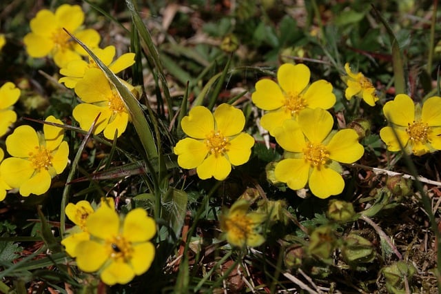 Free download cinquefoil flowers plants free picture to be edited with GIMP free online image editor