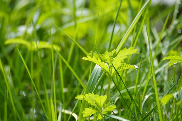 Free download cinquefoil potentilla leaves grass free picture to be edited with GIMP free online image editor