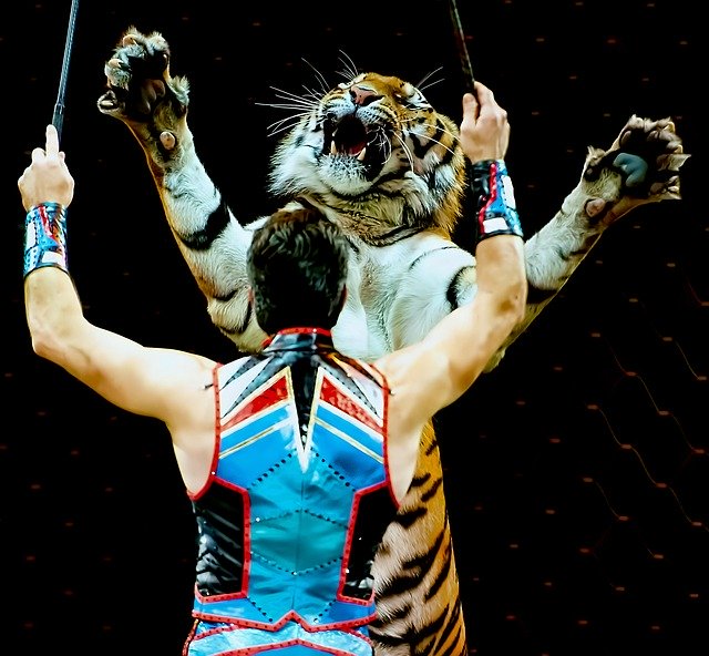 Free download Circus Entertainment Tiger -  free photo or picture to be edited with GIMP online image editor