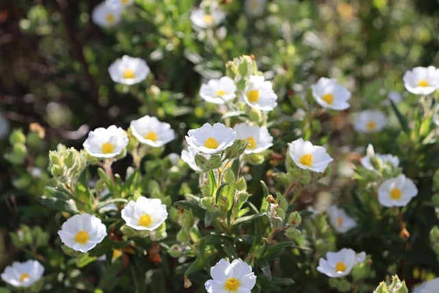 Free download cistus white cistus flower spring free picture to be edited with GIMP free online image editor