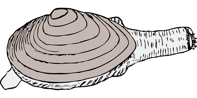 Free download Clam Living Shell - Free vector graphic on Pixabay free illustration to be edited with GIMP free online image editor