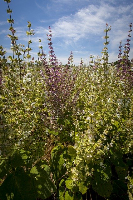 Free download Clary Sage Eastern North Carolina -  free photo or picture to be edited with GIMP online image editor