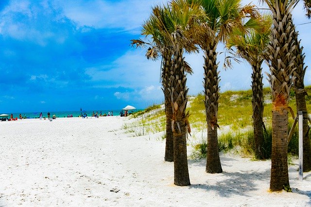 Free download Clearwater Beach Palm Tree Sand -  free photo or picture to be edited with GIMP online image editor