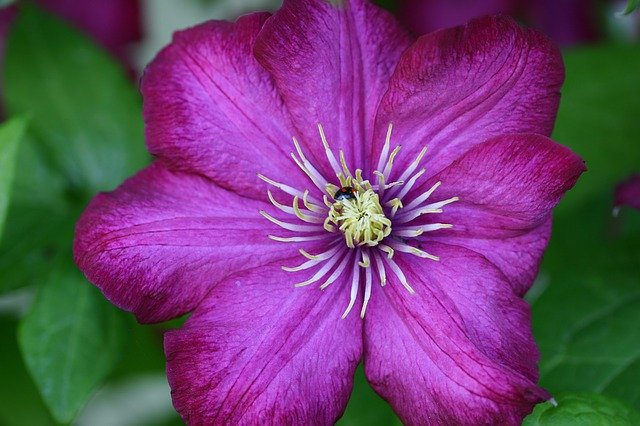 Free download Clematis Blossom Bloom Climber -  free photo or picture to be edited with GIMP online image editor