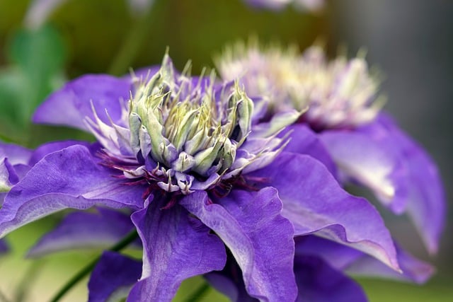 Free download clematis blue flower blossom bloom free picture to be edited with GIMP free online image editor