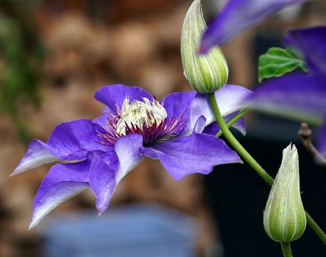 Free download clematis blue flower flower blossom free picture to be edited with GIMP free online image editor