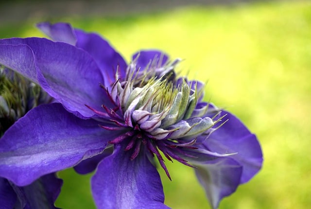 Free download clematis climber plant flower free picture to be edited with GIMP free online image editor