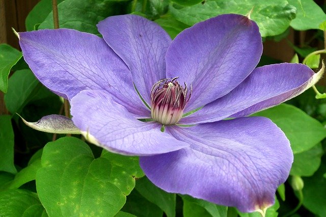 Free download Clematis Flower Creeper -  free free photo or picture to be edited with GIMP online image editor