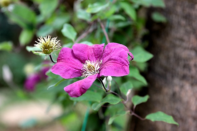 Free download clematis flower herb flora free picture to be edited with GIMP free online image editor