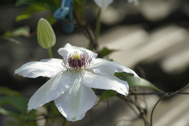 Free download clematis flower white flower nature free picture to be edited with GIMP free online image editor