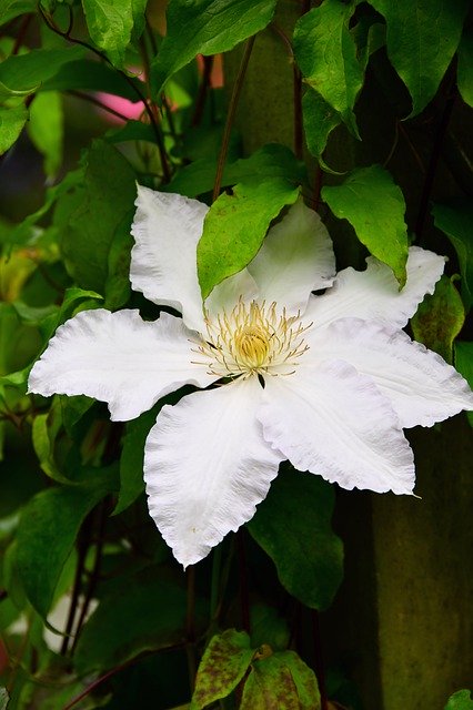 Free download Clematis Flower White Leaf -  free photo or picture to be edited with GIMP online image editor