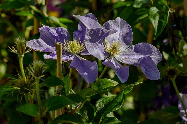 Free download Clematis Garden Nature -  free photo or picture to be edited with GIMP online image editor