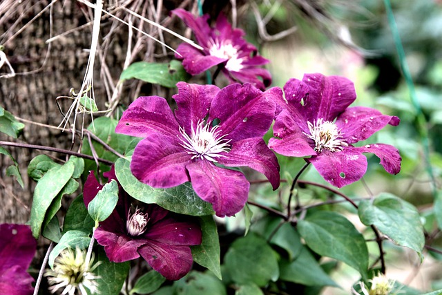 Free download clematis ivy flower garden spring free picture to be edited with GIMP free online image editor