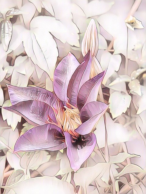 Free download Clematis Pastel Climber Plant -  free illustration to be edited with GIMP free online image editor