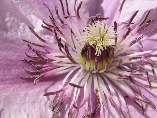 Free download Clematis Purple -  free photo or picture to be edited with GIMP online image editor