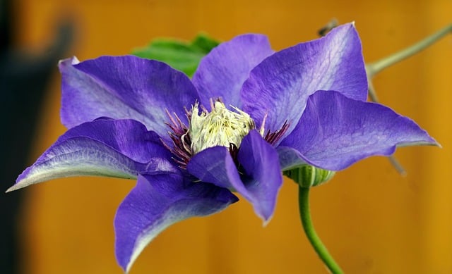 Free download clematis purple flower flower free picture to be edited with GIMP free online image editor