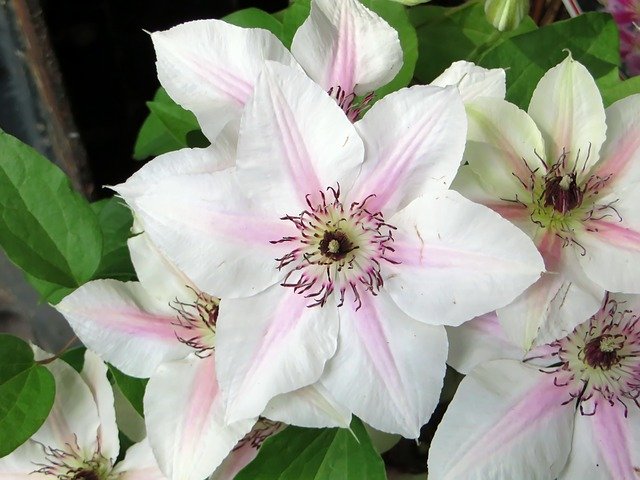 Free download Clematis Renonculacée Flower -  free photo or picture to be edited with GIMP online image editor