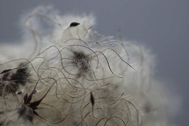 Free download Clematis Seed Head Seeds -  free photo or picture to be edited with GIMP online image editor