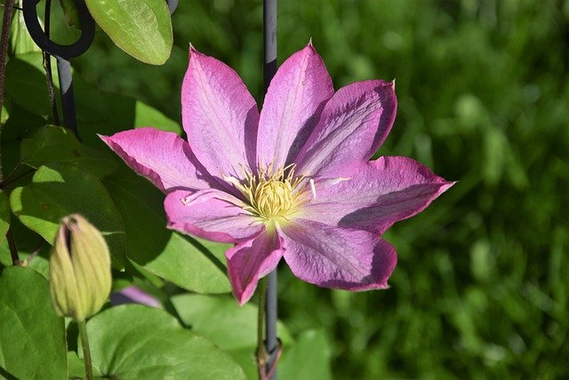 Free download Clematis Spring Flower -  free photo or picture to be edited with GIMP online image editor