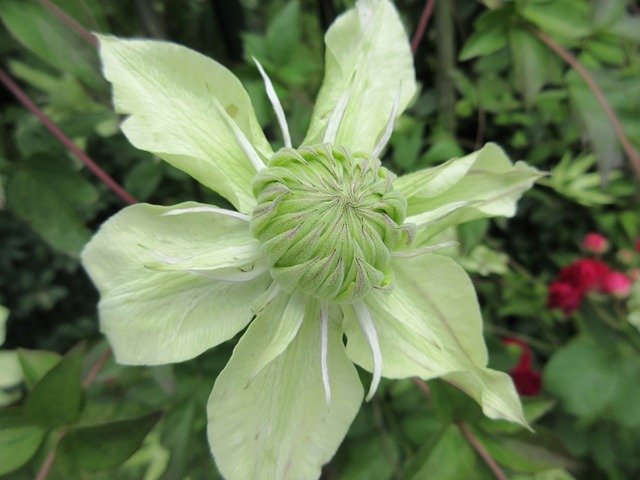 Free download Clematis Yellow Blossom -  free photo or picture to be edited with GIMP online image editor