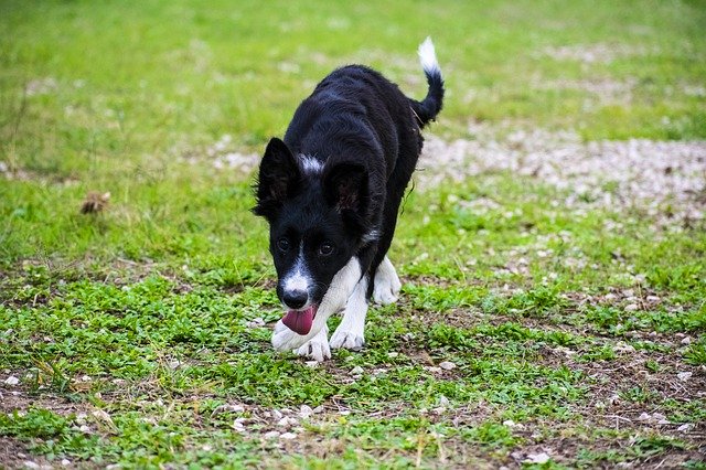 Free download Cleo Bordercollie Dog -  free photo or picture to be edited with GIMP online image editor