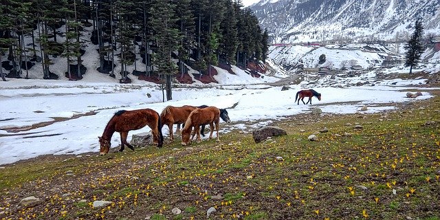 Free download Close To Nature Kalam Swat -  free photo or picture to be edited with GIMP online image editor