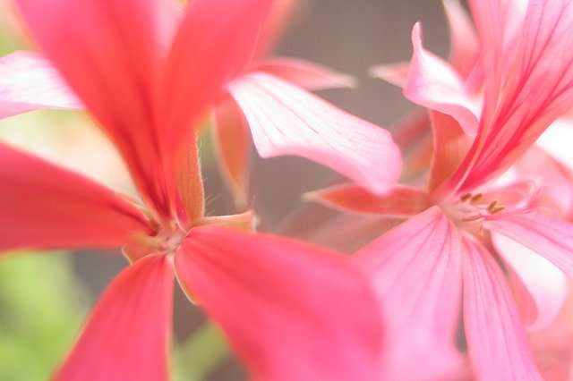 Unduh gratis Close Up Detail Blossom - foto atau gambar gratis untuk diedit dengan editor gambar online GIMP