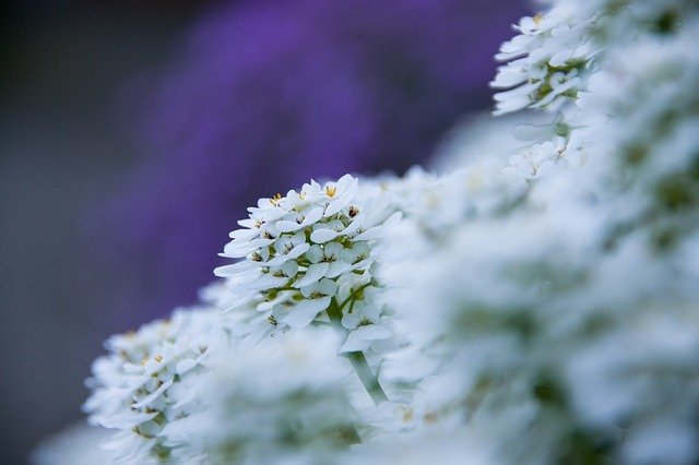 Free download Close Up Flower Garden Ground -  free photo or picture to be edited with GIMP online image editor