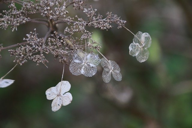 Free download Close Up Flowers Transience -  free photo or picture to be edited with GIMP online image editor