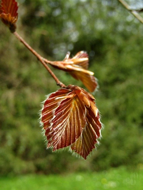 Free download Close Up Leaf Tree -  free photo or picture to be edited with GIMP online image editor