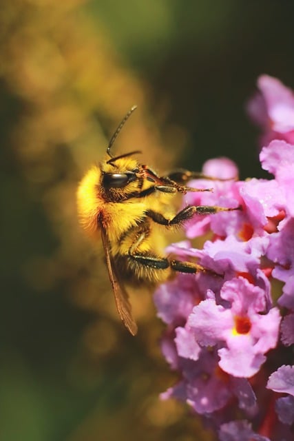 Free download close up lilac insect free picture to be edited with GIMP free online image editor