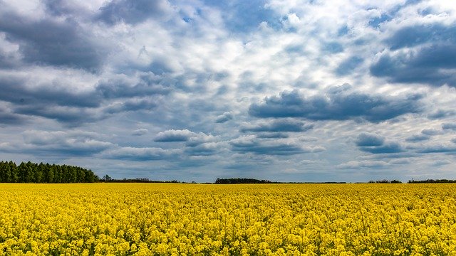 Free download Clouds Field Rapeseed -  free photo or picture to be edited with GIMP online image editor