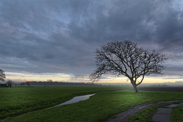 Free download clouds pasture sunlight tree ditch free picture to be edited with GIMP free online image editor