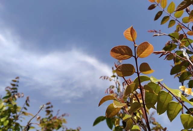 Free download Clouds Plant Spring -  free photo or picture to be edited with GIMP online image editor