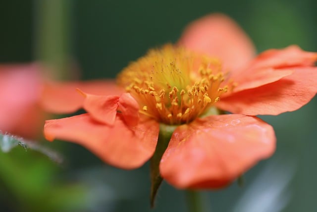 Kostenloser Download von Nelkenwurzel-Geum-Hybrid-Orangenblütenblättern, kostenloses Bild zur Bearbeitung mit dem kostenlosen Online-Bildeditor GIMP