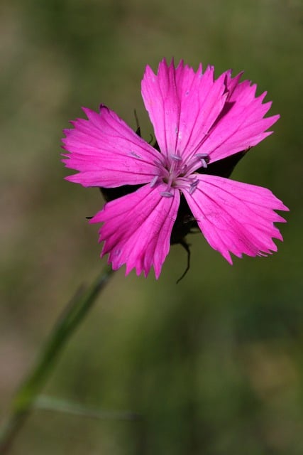 Free download clove wild plant pink flower nature free picture to be edited with GIMP free online image editor