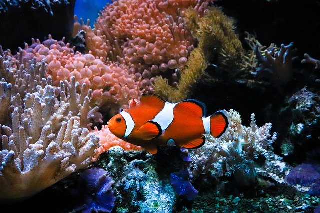 Free download Clown Fish Anemone Nemo -  free photo or picture to be edited with GIMP online image editor