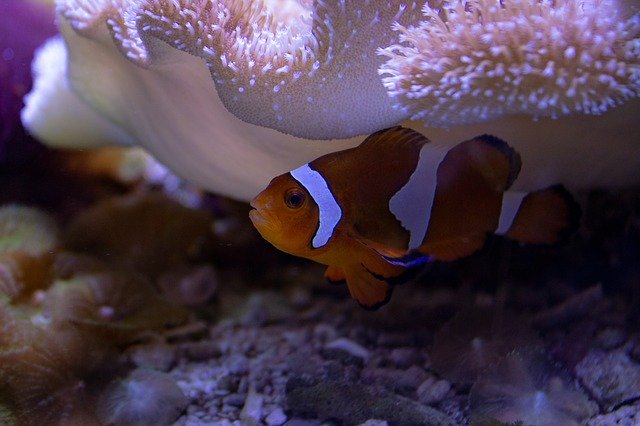 Free download Clown Fish Aquarium Underwater -  free photo or picture to be edited with GIMP online image editor