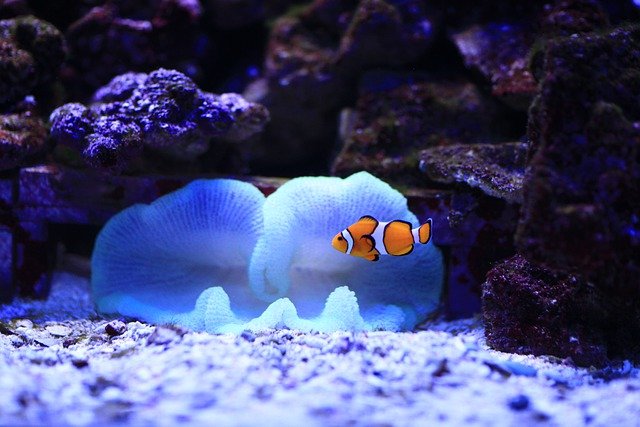 Free download clownfish underwater sea fish free picture to be edited with GIMP free online image editor